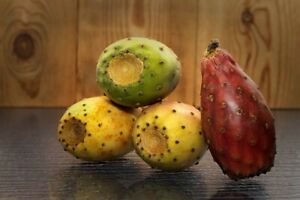 49Pcs Cactus mixed colors INDIA Opuntia Prickly Pear Cactus Fruit Sugar PR ficus