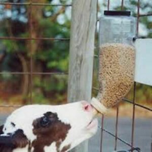 Braden Bottle Start Calves Eating Feed Quickly Dairy