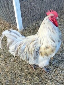 *RARE* 12+ Blue &amp; Splash Australorp Chicken Hatching Eggs