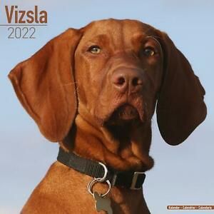 Vizsla Wall Calendar 2022