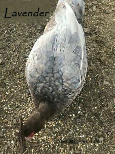 Muscovy Duck Hatching Eggs. MIXED PATTERNS! 12 EGGS