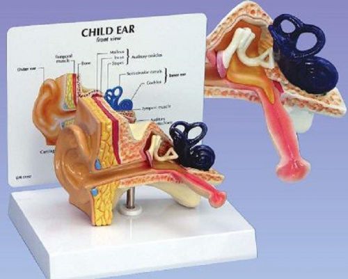 NEW Anatomical Child&#039;s Ear Canal Child Auditory Model