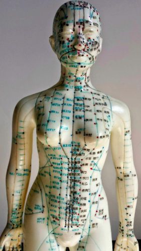 Female Acupuncture Model