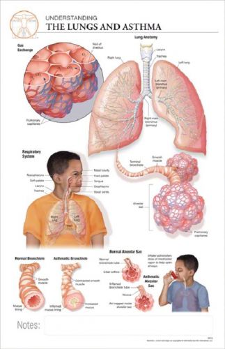 11 x 17 Post-It Disease Chart: Lungs &amp; ASTHMA
