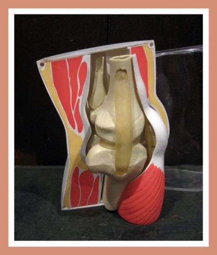 4 Piece Merck Drug Rep Knee Joint Bone Muscle Anatomy Model