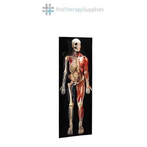 Anatomical Dimensional Man Life-size Chart 72&#034; Tall