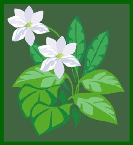 30 Custom White Flower Art Personalized Address Labels