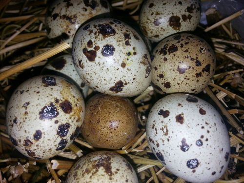 15 empty quail eggs for decoration or pisanka works
