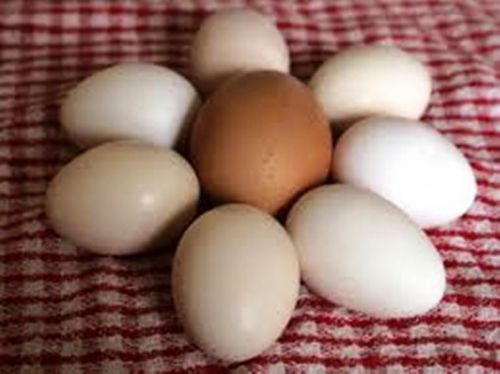 Chicken Hatching Eggs Fertile Organic Bantam OEB Cochin Silkie Phoenix Seabright