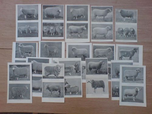 17 vintage plate/prints circa 1910 of sheep