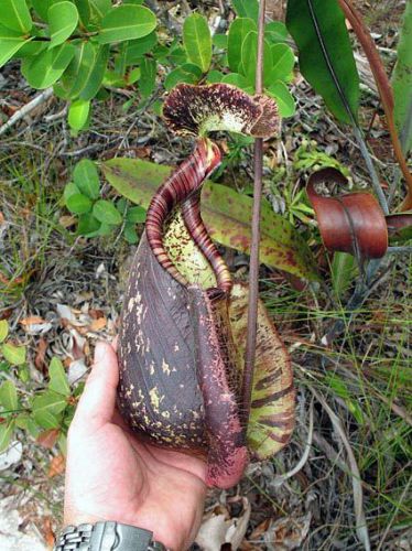 Fresh rare nepenthes rafflesiana dark brown spotted/speckled (15+ seeds) wow!!!! for sale