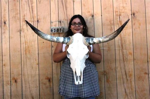 STEER SKULL AND 3&#039; 3&#034; LONG HORNS COW LONGHORNS H6301