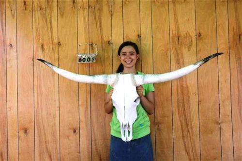 STEER SKULL LONG HORNS 4&#039; 9&#034; COW BULL SKULLS HORN H6005