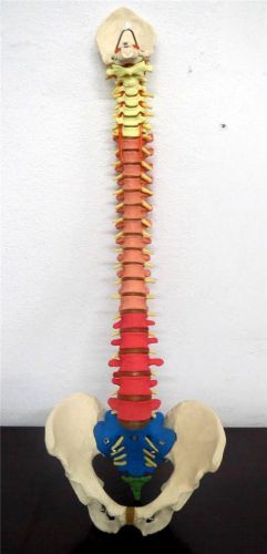 Life Size Flexible Color Human Spine Vertebral Anatomical Model pelvis education