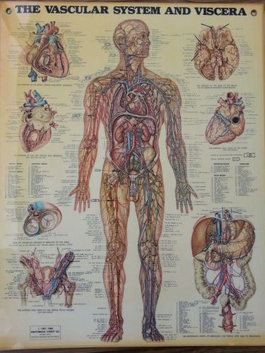 Anatomical chart posters 25 x 20 laminated Lot of 10
