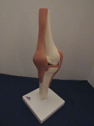 3-B Functional Knee Joint Model Made In Germany