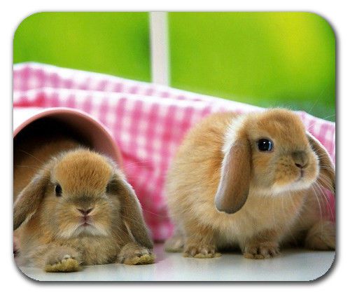 Loveable Little Dwarf Lop Eared Rabbits Bunnies Mouse Pad Mousepad Mat