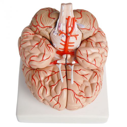 Life Size Human Anatomical Brain Artery Anatomy Medical Teach Model New