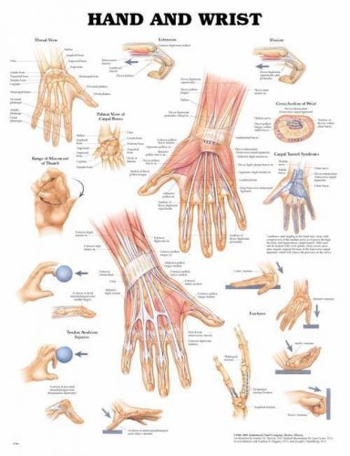 Hand and Wrist * Orthopedic * Anatomy Poster * Anatomical Chart Company