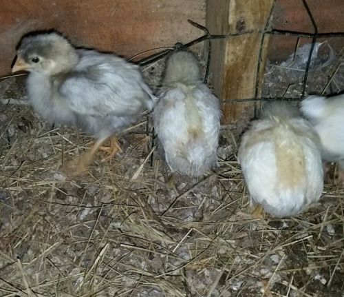 Purebred English White Orpington biddies. 2 weeks old now. 7 total.