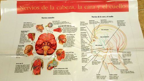 Anatomy posters cosmetology - Nervios de le cabeza, le care y el cuello