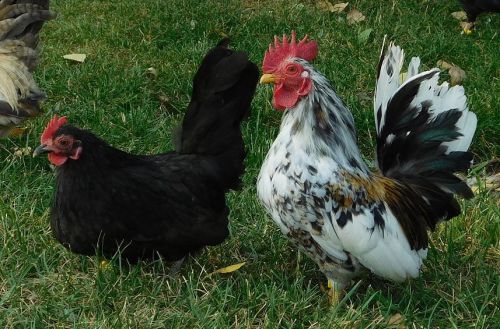 18+ SERAMA Hatching Eggs~straight/Frizzle A and B breeders!  NPIP AI Clean!