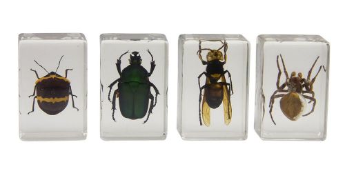 Celestron 44408 3d bug specimen kit #2 (green yellow black brown) for sale