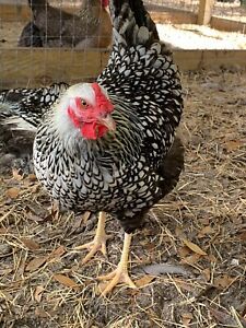 12 Silver Lace Wyandotte fertile eggs, for hatching Or Incubation. Good Layers!!