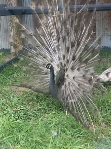 3 Opal Black Shoulder Peafowl Peacock Hatching Eggs - Ready To Ship