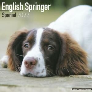 English Springer Spaniel Wall Calendar 2022