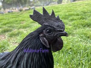 5+ Ayam Cemani Hatching Eggs - Rare Black Chicken Eggs For Hatching
