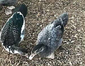 Muscovy Duck Hatching Eggs. MIXED COLORS! 6 EGGS