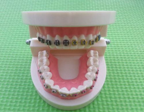 1 Dental Flesh Pink Gums Standard Teeth Tooth Teach Model Has Brackets &amp; Ties