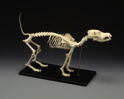 Canine skeleton real bone disarticulated  lfa #51514 in storage bag for sale