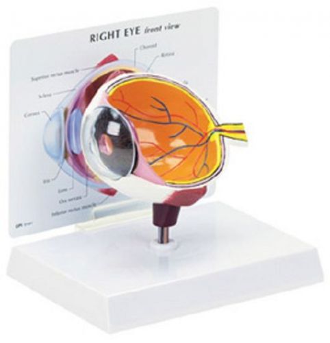 NEW Anatomical Human Eye Cornea Model WOW!