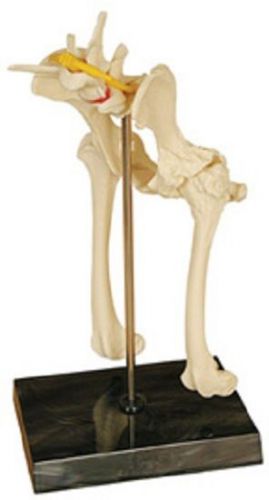 NEW Anatomical Veterinary Canine Dog Pelvis Hip Model