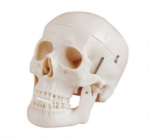 New Human Skull Anatomical Anatomy Skeleton Medical Model Professional Life Size
