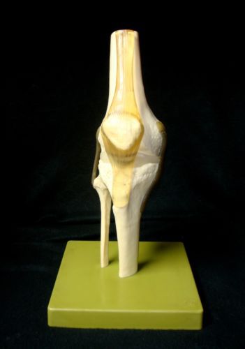 SOMSO NS50 Functional Knee Joint Anatomical Model (NS 50)