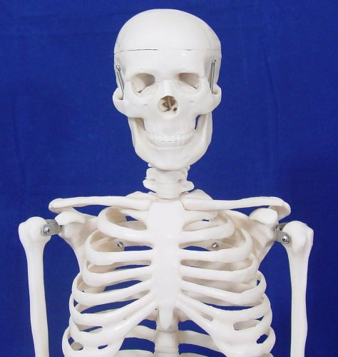 Anatomical Human Skeleton Model Half Size 85cm 33 Inch Science Project New Good