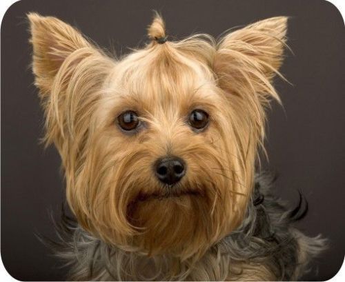 New Yorkshire Terrier Yorkie PC Computer Mousepad Mouse Mat Pad