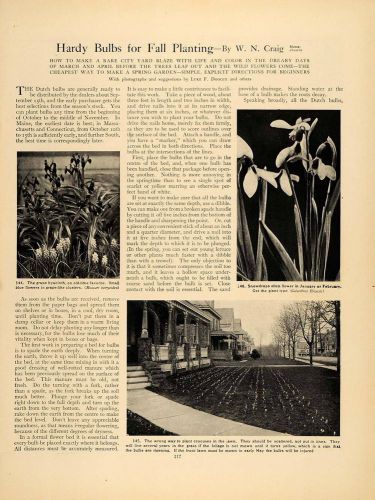 1905 Article Hardy Fall Bulbs Planting W. N. Craig MA - ORIGINAL GM1