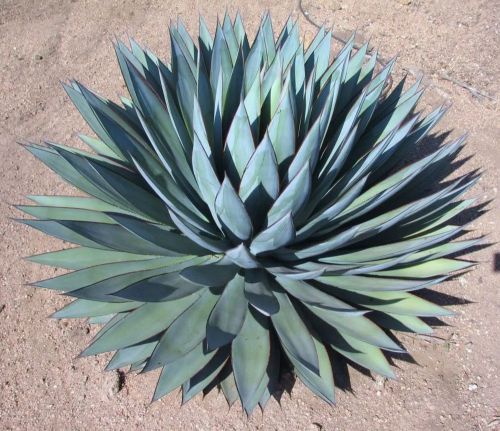 Fresh Rare Agave Deserti (5 Seeds)  Succulent Cactus, WOW!!!!!!