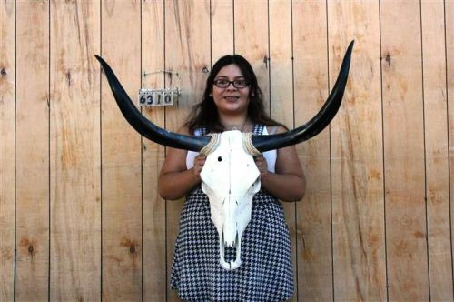 STEER SKULL AND 2&#039; 11&#034; LONG HORNS COW LONGHORNS H6310