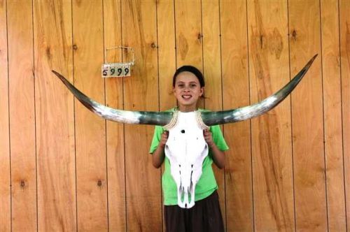 STEER SKULL LONG HORNS 4&#039; 0&#034; COW BULL SKULLS HORN H5999