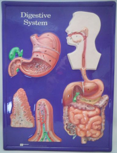 Hubbard Scientific 2673 Digestive System Model