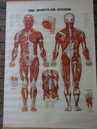 Anatomical Muscular system poster scroll poster 60 x 42 muscle man