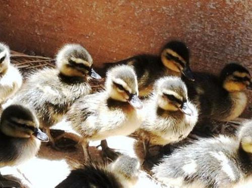 8 Fertile Duck Hatching Eggs, MALLARD - PURE BREED - Available now !!