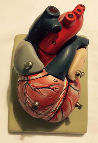 Eisco human heart model, 7 parts am0073 for sale