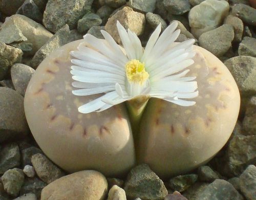 Fresh Lithops &#034; julii ssp fulleri &#034; (10 seeds) Easy Grow, Living Stones, Cactus