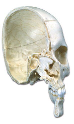 New 3b scientific a280 4 part bonelike human half bony skull model for sale